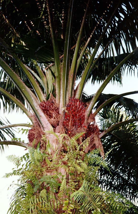 The fruit itself is colorful.