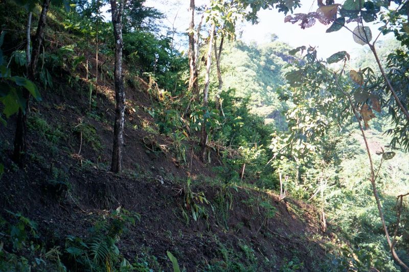 A closer view: freshly cut terraces.