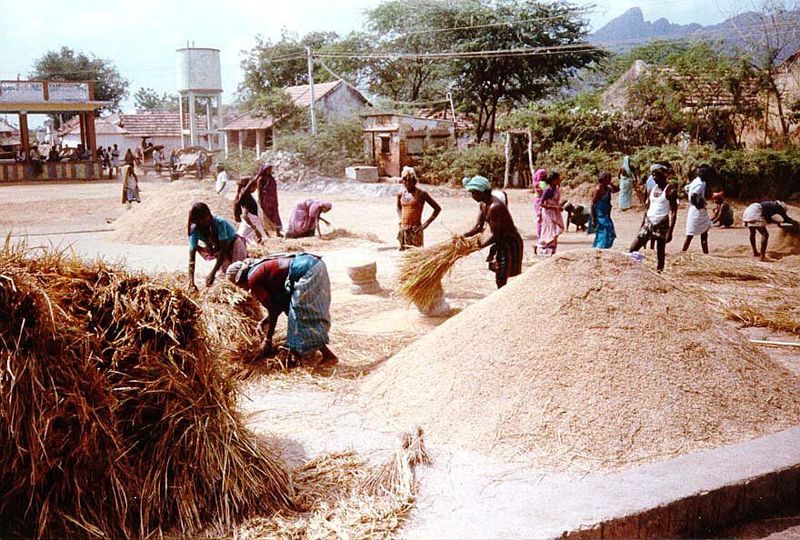 Men thresh the grain by swinging it against pedestal-like stones. The grain goes flying and is raked by women into piles.