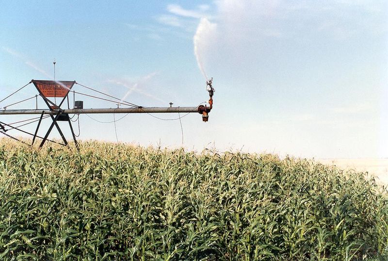 A big-gun sprinkler covers a lot of ground at the far end of the sprinkler line, which of course moves much more quickly than the pivot end.