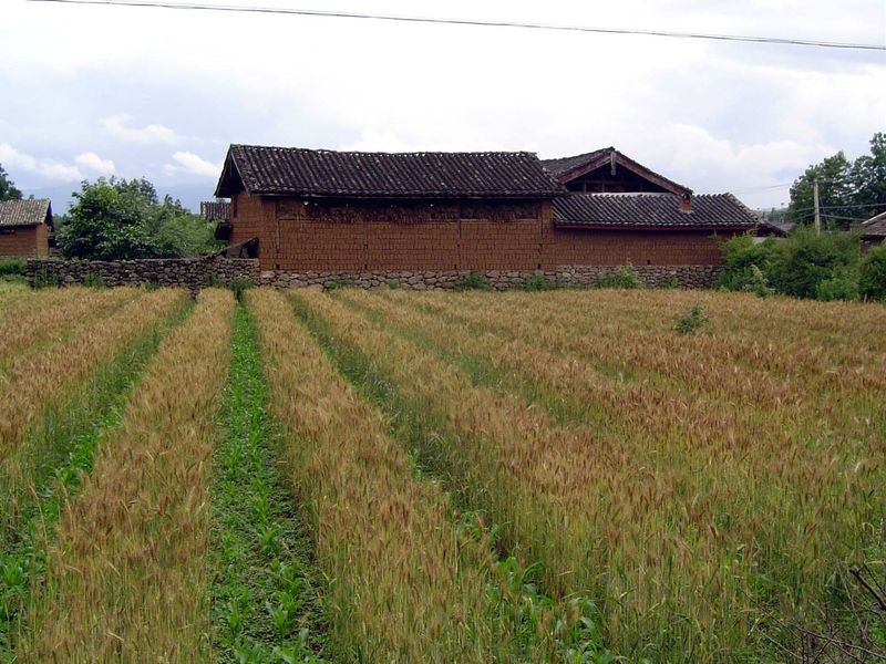 This part of Yunnan boasts very impressive farmsteads and farmers who don't miss a beat when the wheat is ripe and it's time to get started 