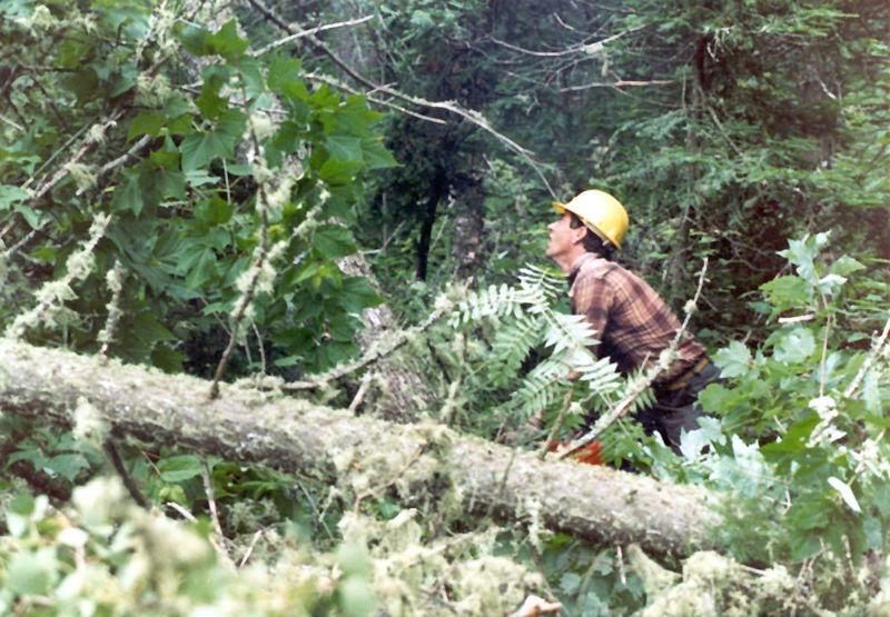 The forest is so thick that a falling tree brings down a lot of other stuff with it, tangling the site.