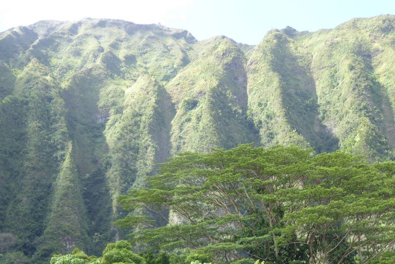 The north shore faces the trade winds, which bring enough rain for trees to grow. This is the Ko'olau Range, 2.7 million years old and clawe