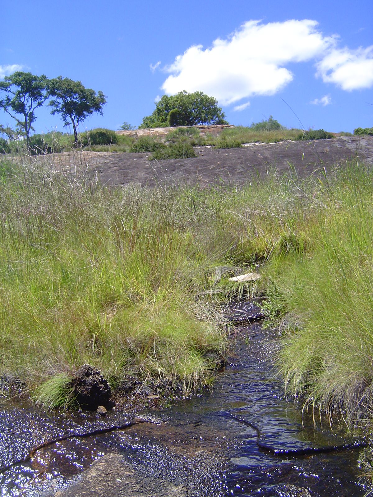 When it rains, a bit of grass sprouts.
