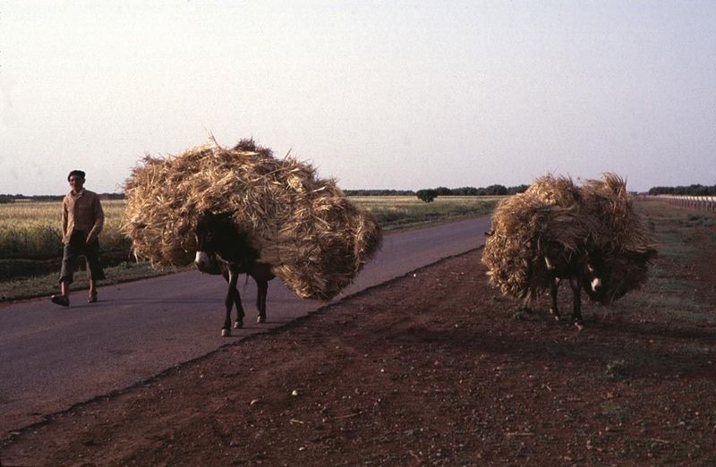You can find combines and tractors, but you can also find donkeys.