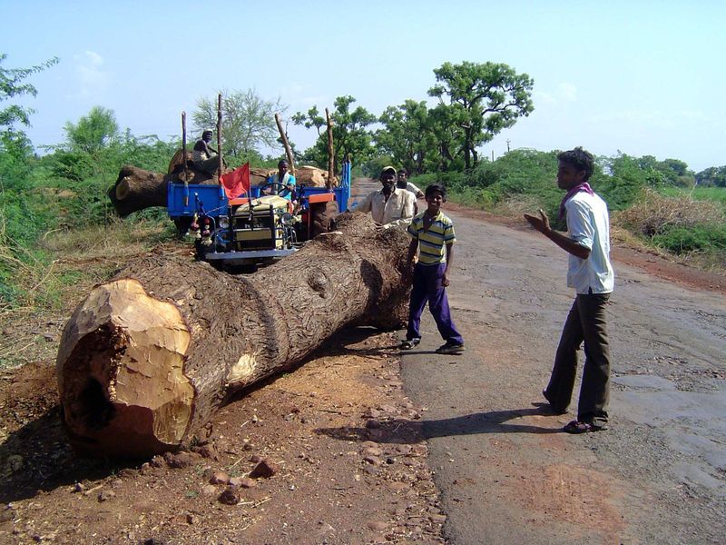 The British planted millions of shade trees along India's highways. Licitly or not, the trees are biting the dust.