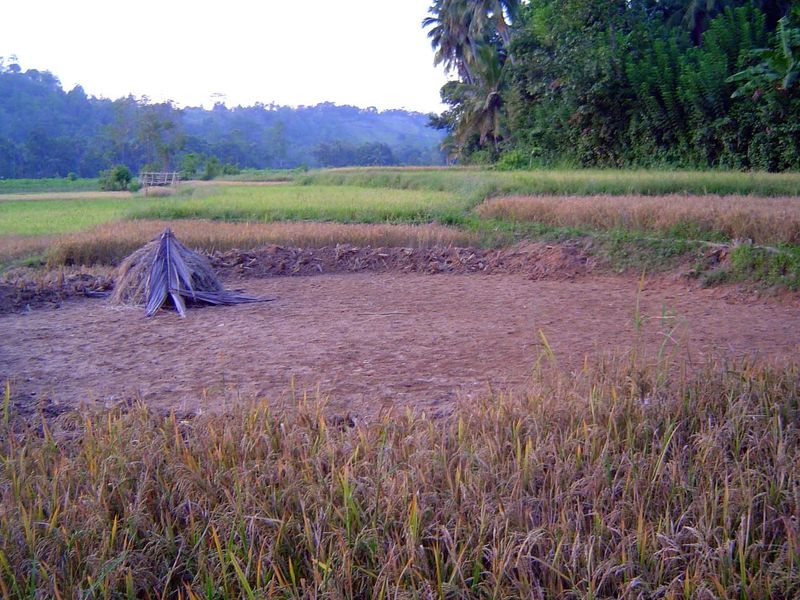 Threshing ground in the paddy area; the uplands on both sides of the deniya are also cultivated, though mostly in tree crops.