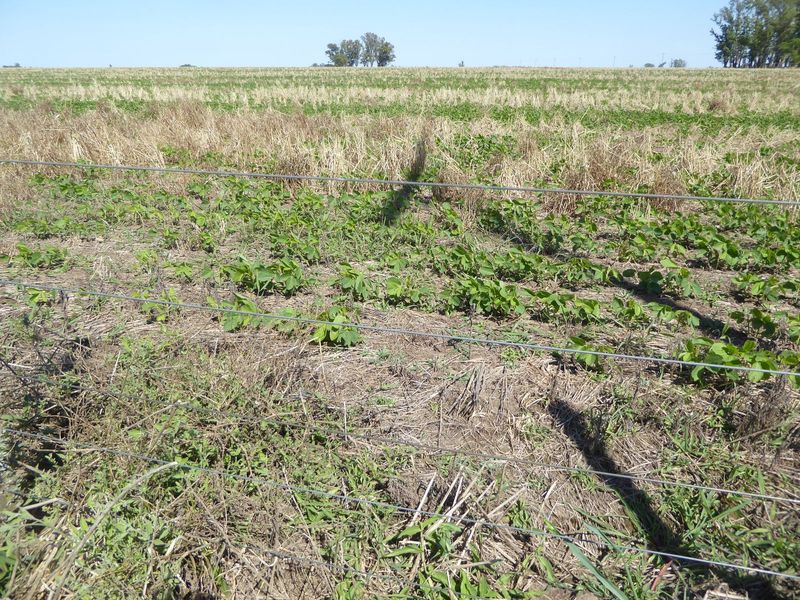 Soybeans.