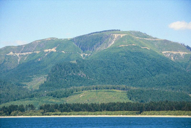 A more representative sample of the island: cut and cut again. The idea of forest trees as a crop has appealed to foresters for a century or