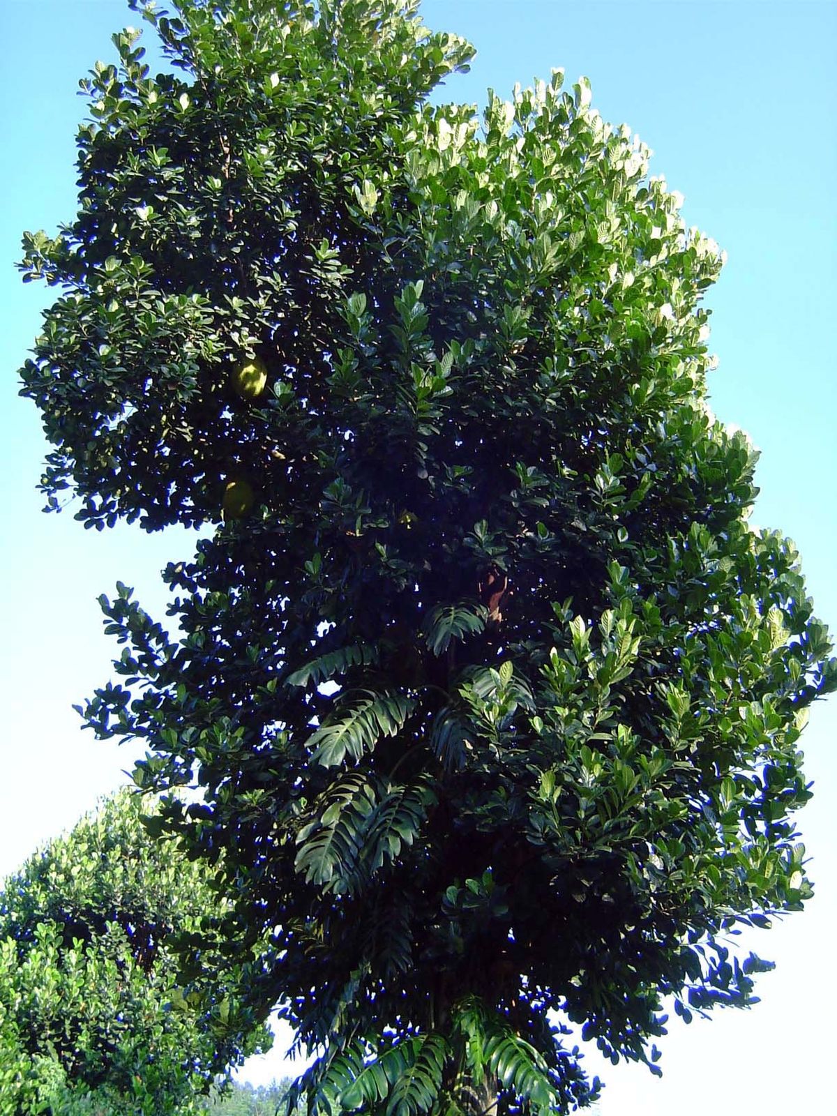 See the jackfruit? It's green and about the size of an American football.