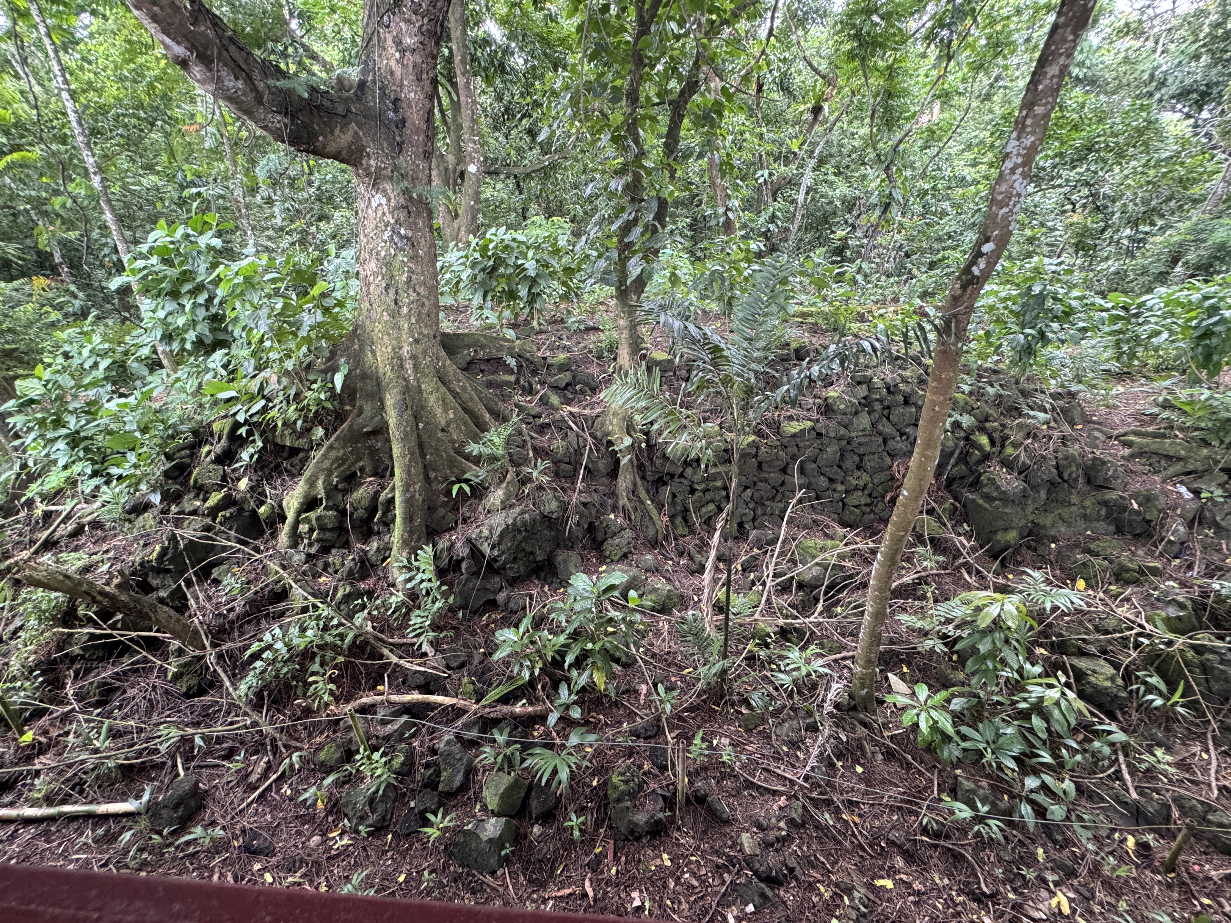 We've moved 50 feet.  Stare a bit and you'll see a stone wall.  This is a star mound, a relic of the pre-European past.   Its function is un
