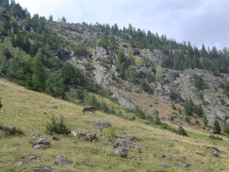 Cows spread out.