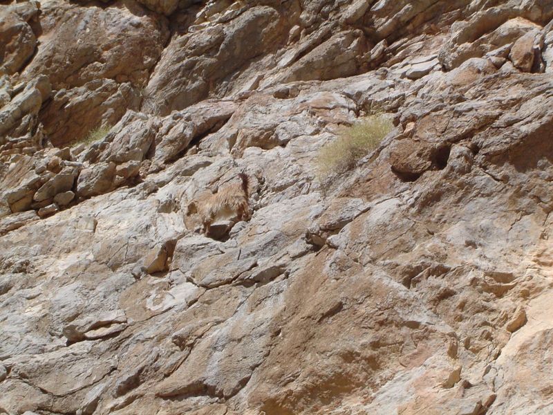 Footing for goats.