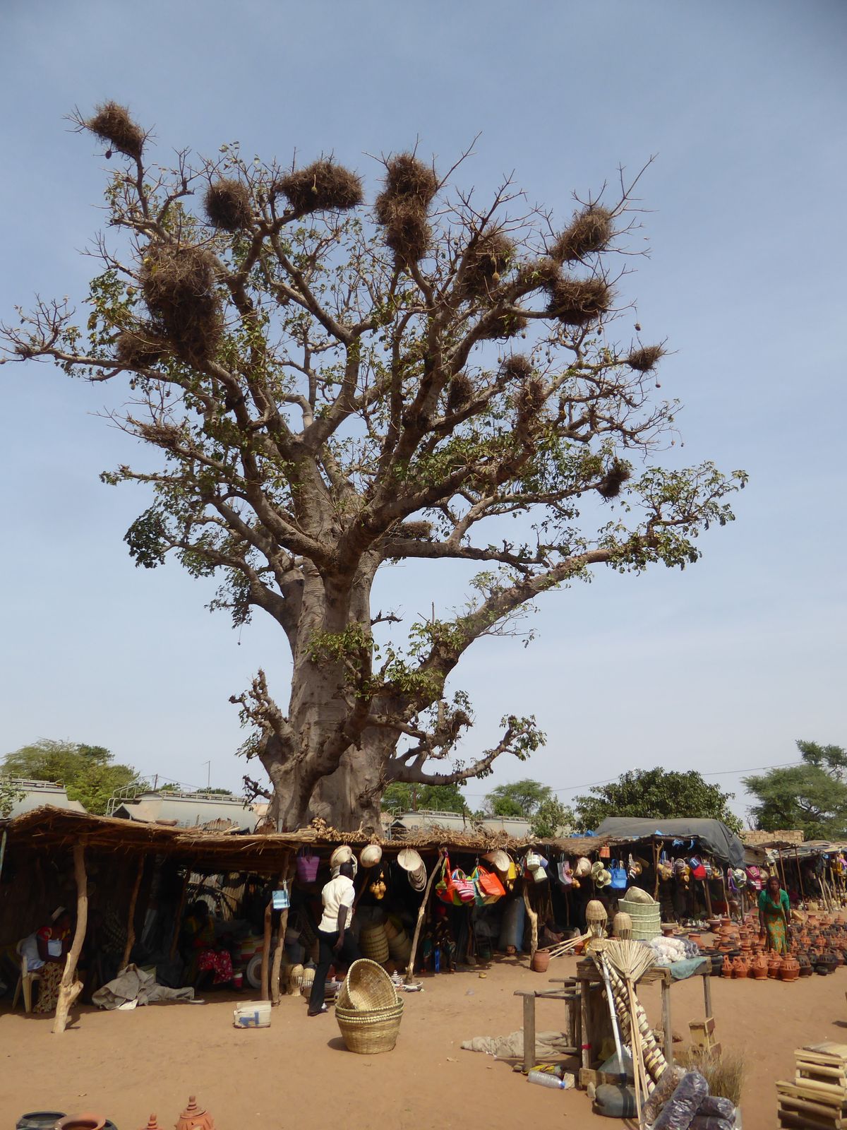 Eagles seem to colonize particular trees.