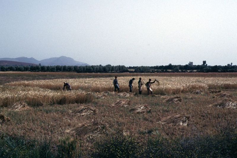 Much of northern Morocco supports rainfed winter grain.