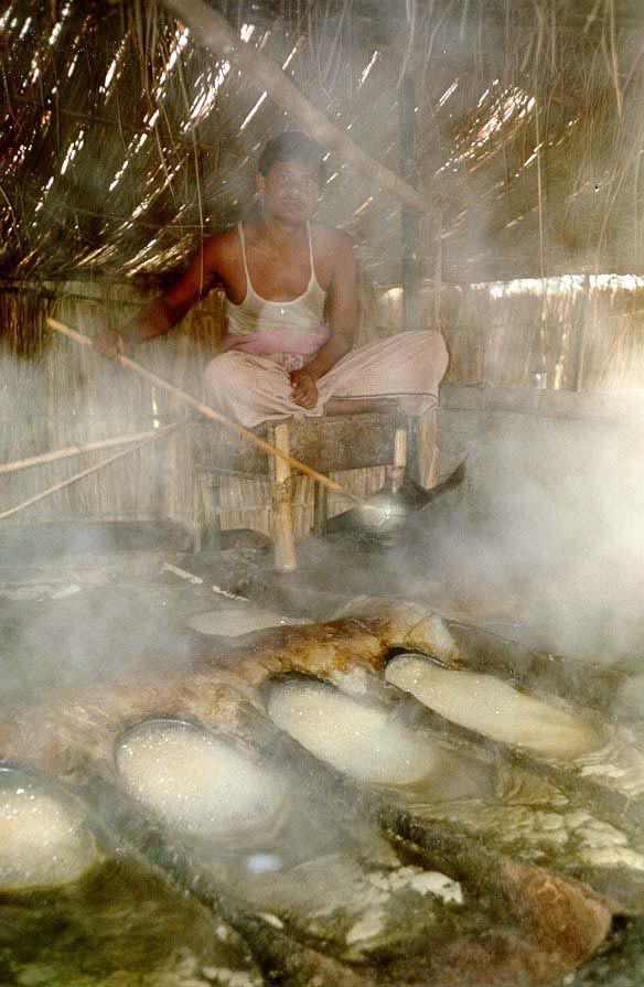 Serious business: sugar is a major source of income here, and it is semi-processed by boiling to a syrup in sheds set in the fields.