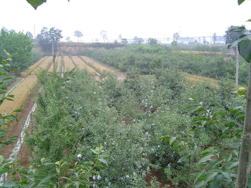 Where level, the countryside often looks like a garden.
