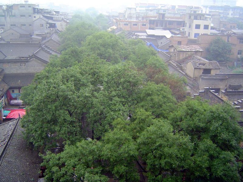 Street trees along one of the north-south axes.