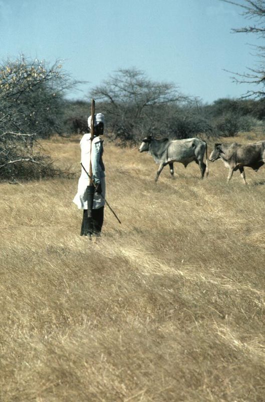 The Nyala neighborhood: about as pristine an image of cattle-nomads as one might hope for. But things weren't quite what they seemed, for th