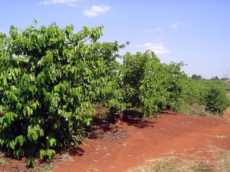 Now, as then, it's planted on nine-foot spacing.