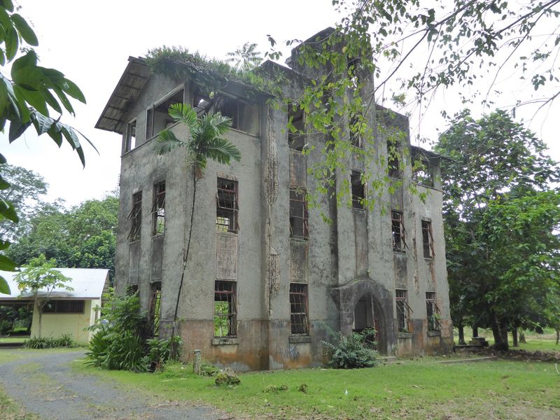 The Japanese for a time hoped to make a real colony of Pohnpei, a place where Japanese could settle and flourish. To that end, they began br
