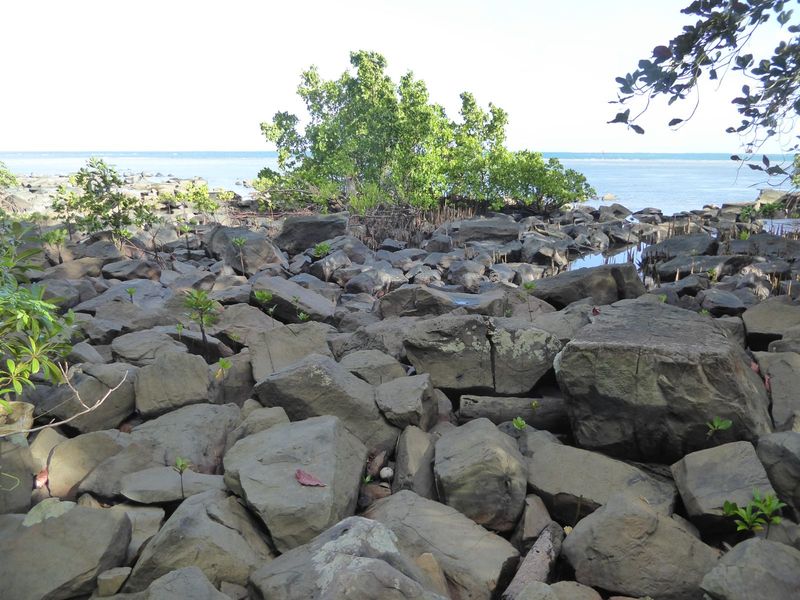 Somebody had precisely that idea some five centuries ago when they began transporting these "logs" around to the island's east coast. How? "