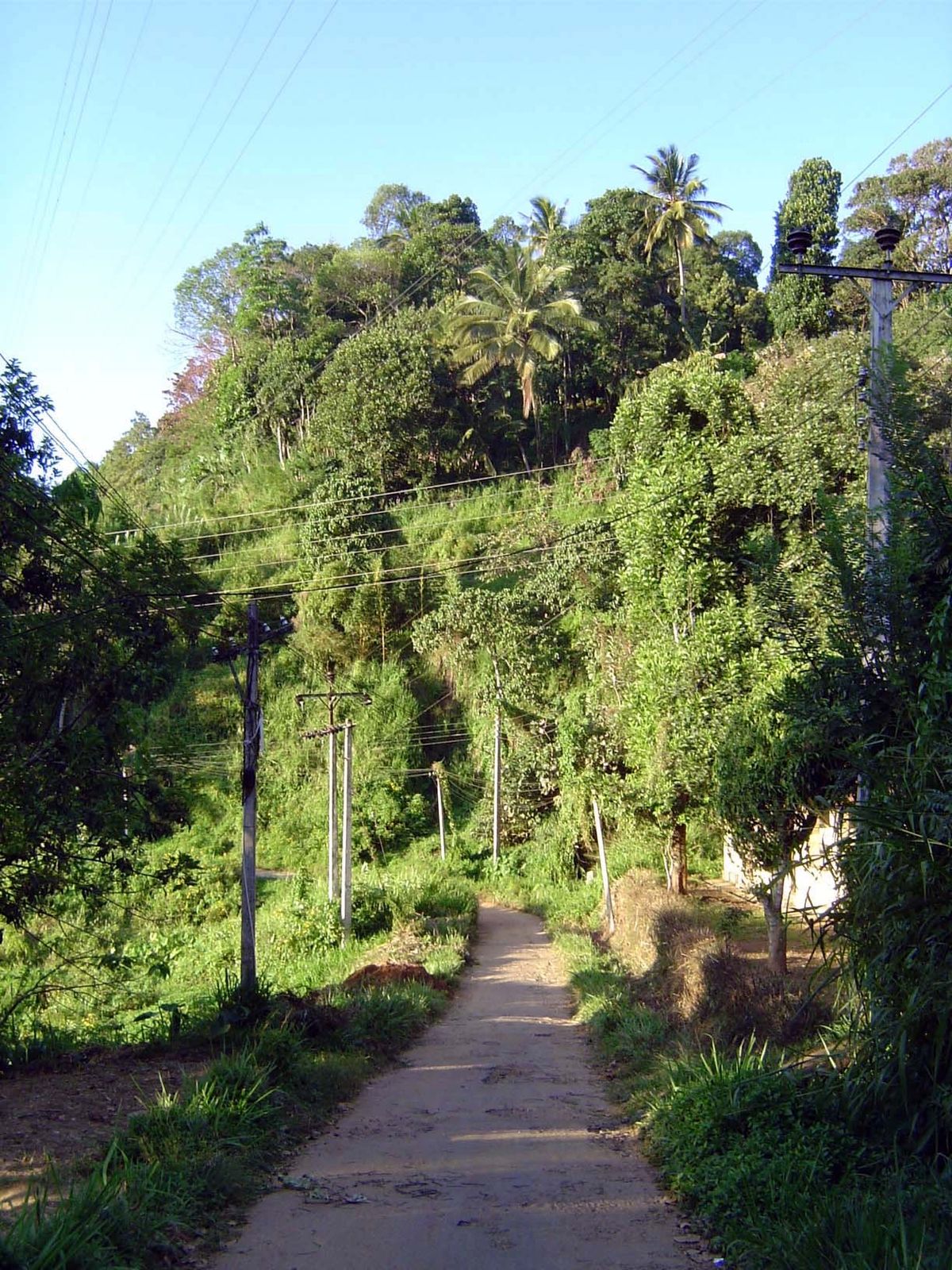A monastery path traces the margin between a ridge and deniya.