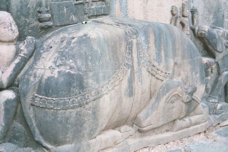 Nandi.