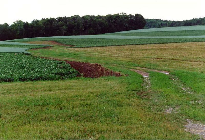Again, the standard rotation crop is oats, which hardly pay but which keep the soil fit for potatoes in alternate years. The farmer here has