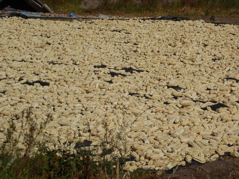 More than you might think, when the corn has giant kernals ready to be fried and exported as a snack.