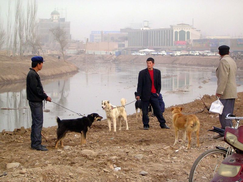 We've turned north on Binhe Road. The Tuman River flows south from the Tien Shan. The dogs here are for sale, each kept on a taut chain. The