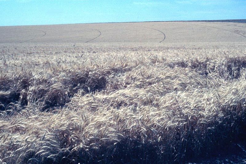Telltale center-pivot tracks in a wheat field. None of the planners of this irrigation system dreamed of using their precious water on grain