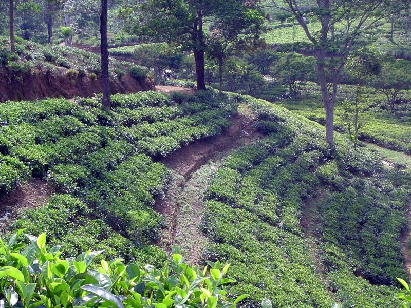 Well cared for, these tea gardens still suffer erosion.