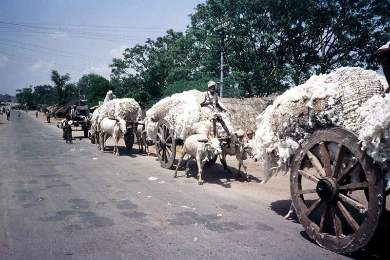 Loose, fresh-picked cotton carried in hand-made carts at Adoni, near Kurnool, in 1981.
