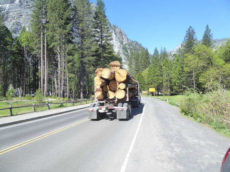 Meanwhile, the dying forest is hauled off to sawmills.