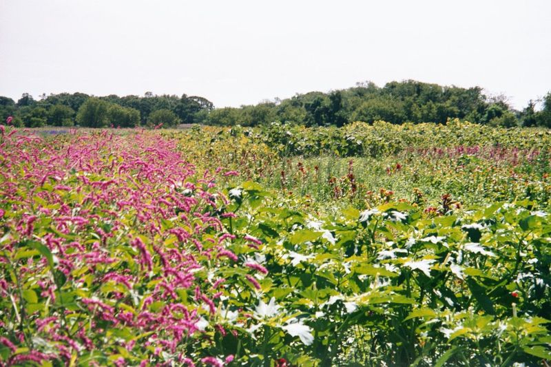 The old fields are put to many uses.