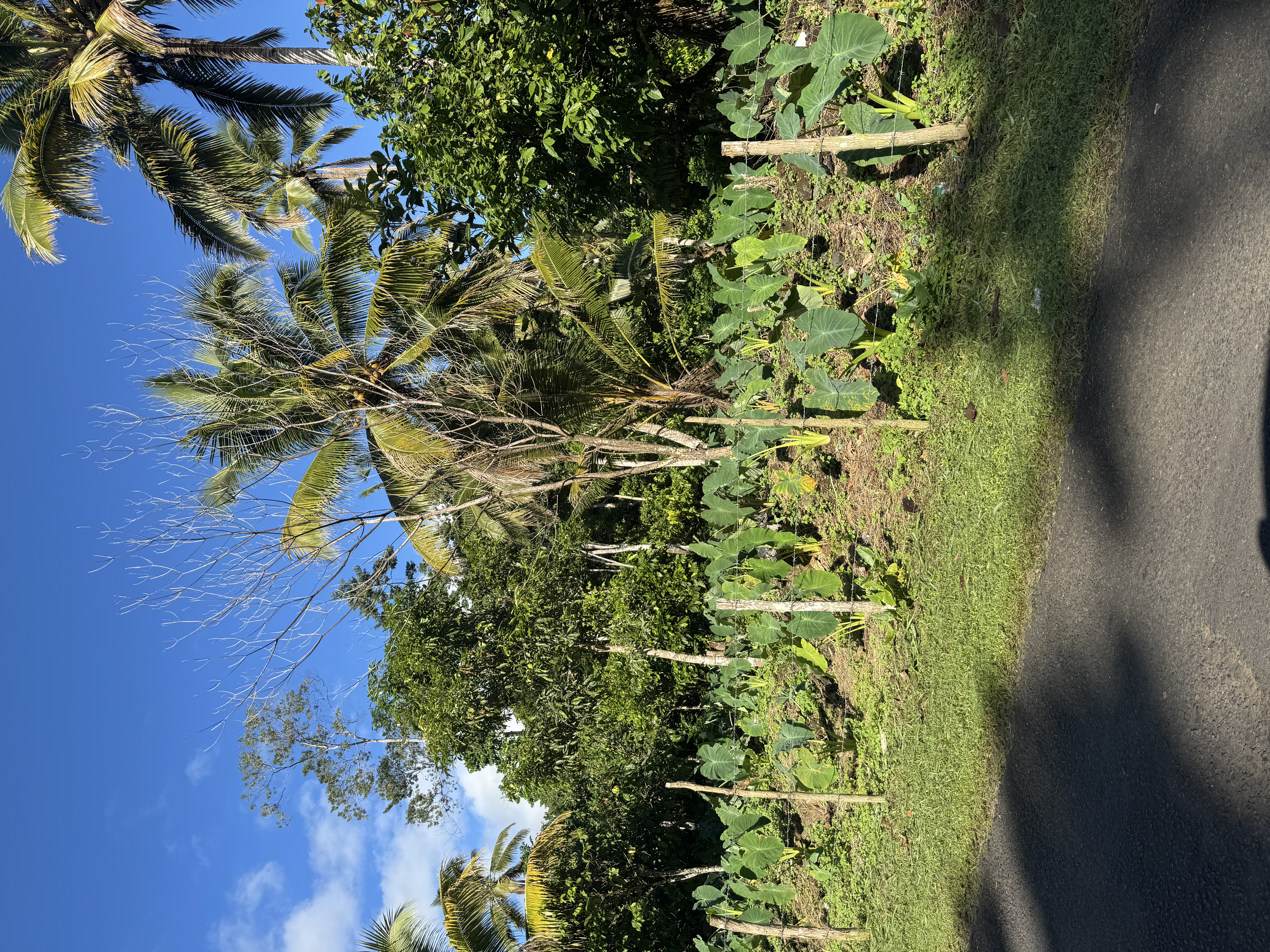 Interplanted with taro.