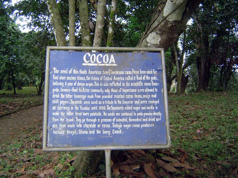 The most important crop introduced to the Gold Coast was imported not by the botanists but by a returning migrant, the locally famous Tettah