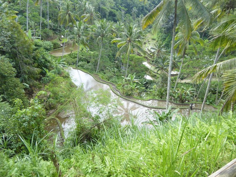 And here's what the canal sustains. Terraced rice fields, or sawahs cover about 300 square miles of Bali, and visitors now but also in the p