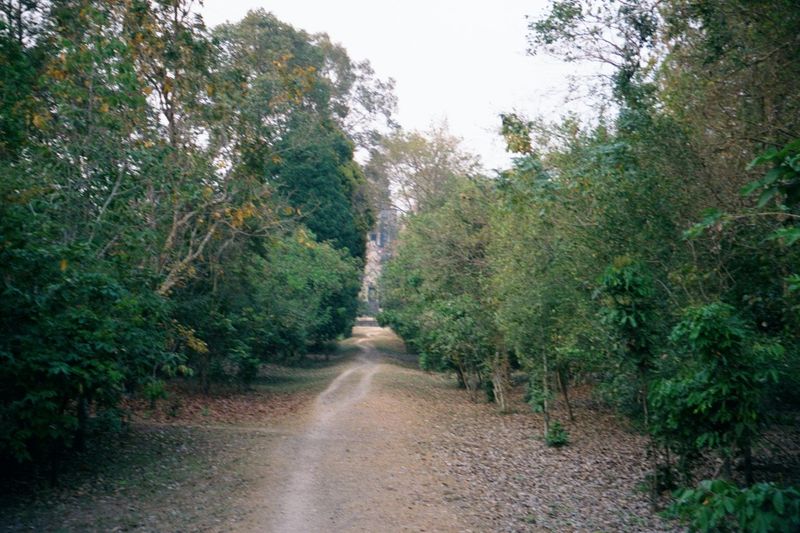 Heading north, toward the temple. Forest now covers what once was the city of Suryavarman II. Straight ahead and mostly hidden by the trees: