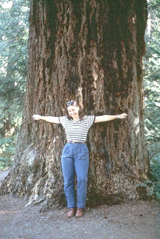 The idea of preserving parts of the forest eventually arrived. This is an early but tiny case: the so-called Cathedral Grove, now part of th