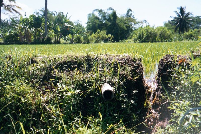 Water drains from one sawah to the next. In this case a pipe outlet is replaced by a simple cut, presumably to speed up the flow.