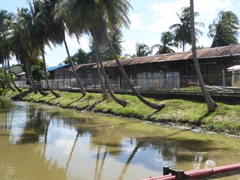 British Guiana had a railway, too, which meant something besides wood. The 60-mile-long Demerara-Berbice railroad was built in stages betwee