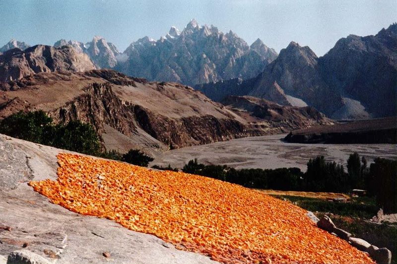 Spread out on an exfoliating granite sheet, split apricots dry in the intense summer sun. The dried fruit is too hard to chew without some s