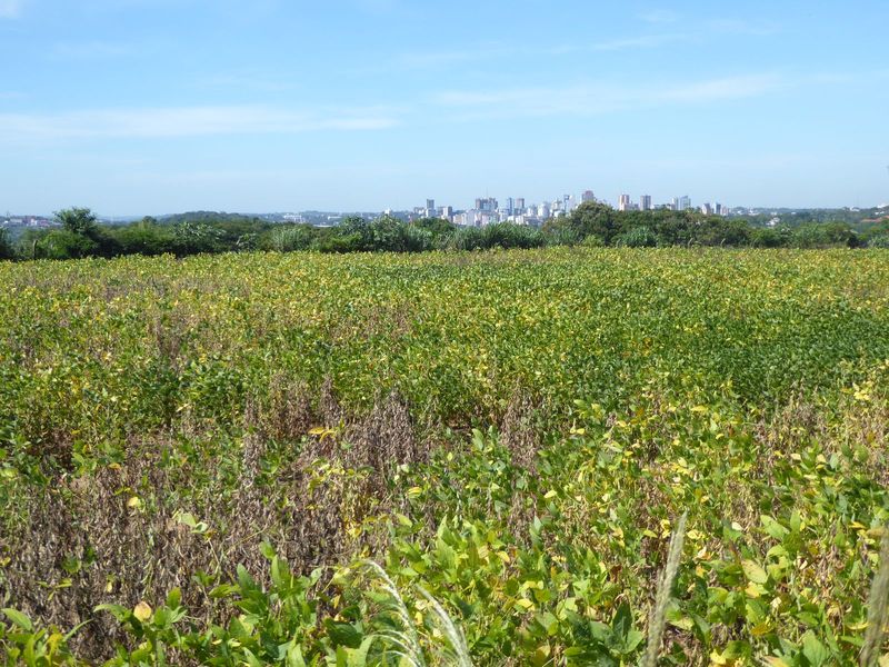 Another view of Ciudad del Este, with an intervening field of soybeans, plus the hidden river.