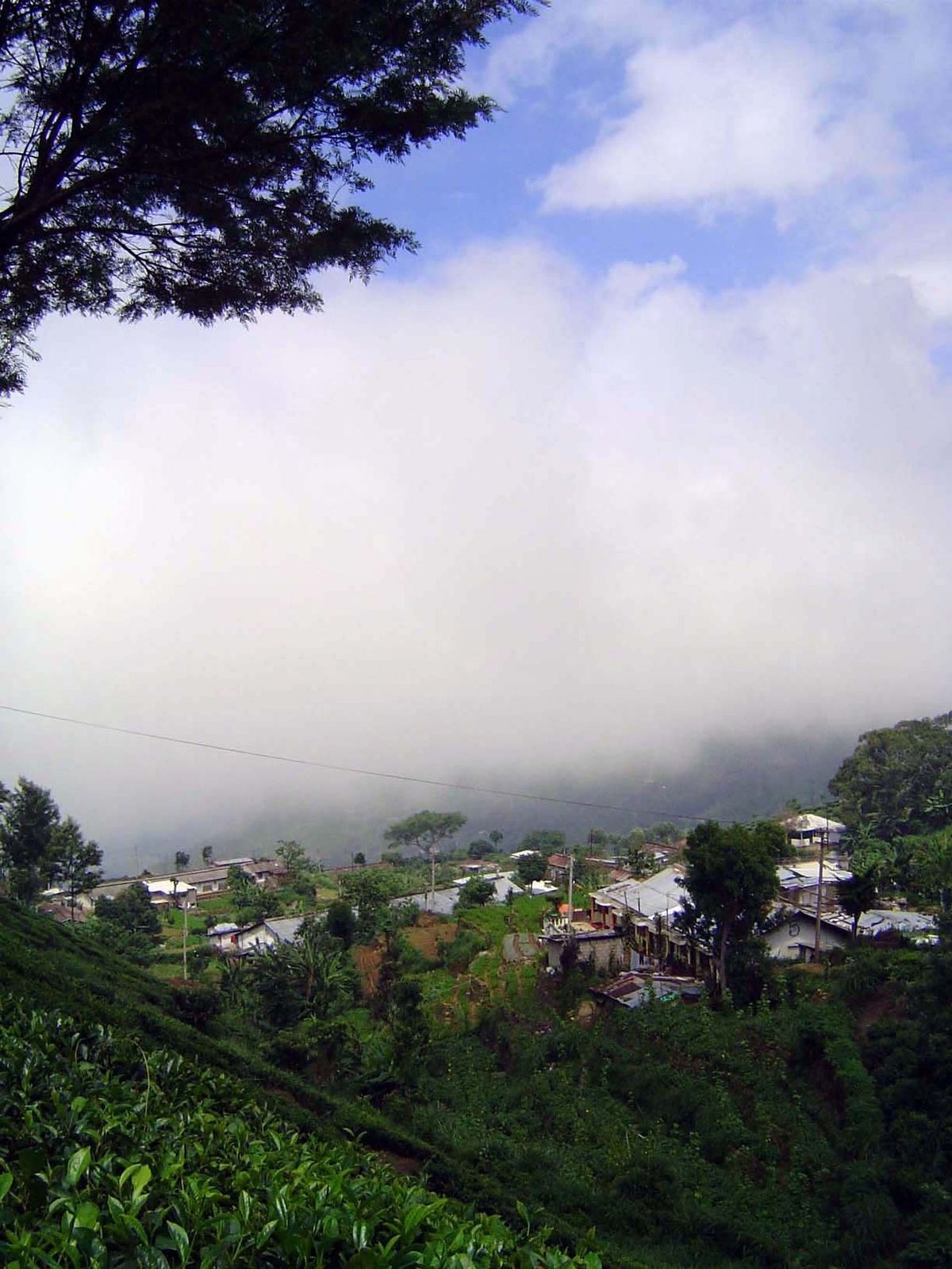 Adisham is very close to the southern edge of the highlands, and against this escarpment morning breezes bring heavy fogs.