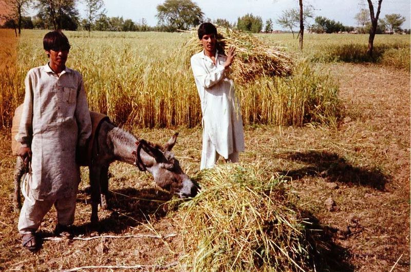 Nearby, two teens harvest mixed and irrigated grains.