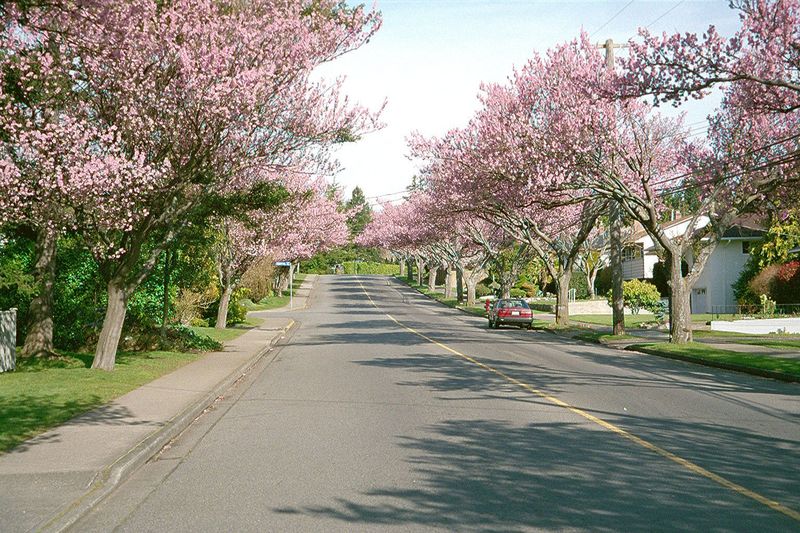 Just a little reassurance, in the form of a more typical Victoria street and a middle-class neighborhood at cherry-blossom time.