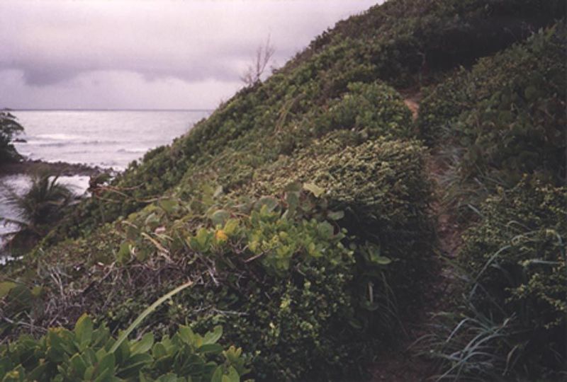 A path through the windswept brush at Galera Point, the northeast tip of the island. A lighthouse was erected in 1897 and bears the initials