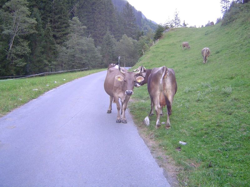 Cows wander.